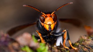 Die asiatische Hornisse breitet sich aus