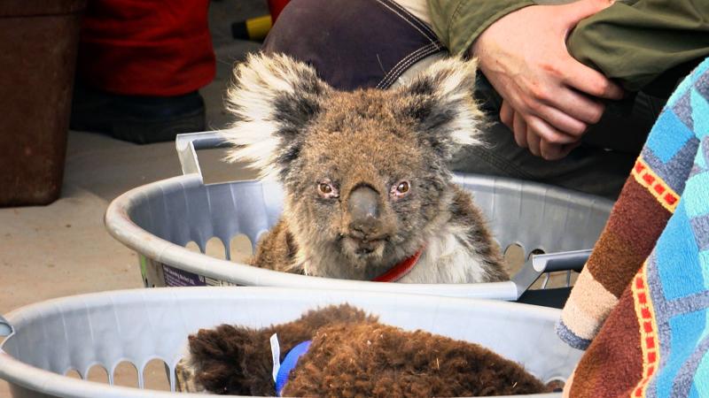 Deutsche Tierretter in Australien: Medizinische Nothilfe für verletzte Wildtiere